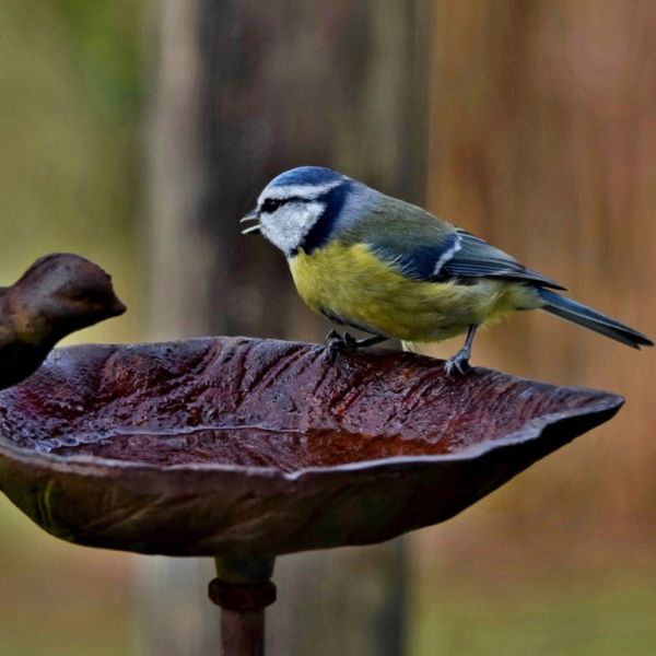 Urok i Funkcjonalność Poidełek dla Ptaków Żeliwnych Stojących: Doskonałe Rozwiązanie Dla Twojego Ogrodu