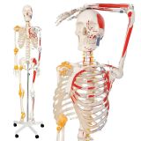 Jago – anatomiczny szkielet z mięśniami, ścięgnami i plakat