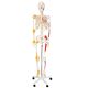 Jago – anatomiczny szkielet z mięśniami, ścięgnami i plakat