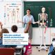 Jago – anatomiczny szkielet z mięśniami, ścięgnami i plakat
