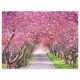 Obraz ścienny przedstawiający kwitnącą aleję drzew, 40 diod