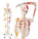 JAGO Human Anatomy Skeleton z detalami malowania mięśni, 181