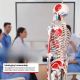 JAGO Human Anatomy Skeleton z detalami malowania mięśni, 181