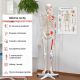 JAGO Human Anatomy Skeleton z detalami malowania mięśni, 181