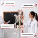 JAGO Human Anatomy Skeleton z detalami malowania mięśni, 181