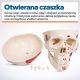 JAGO Human Anatomy Skeleton z detalami malowania mięśni, 181