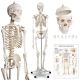 Szkielet anatomii człowieka 181,5 cm