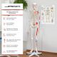 JAGO Human Anatomy Skeleton z detalami malowania mięśni, 181